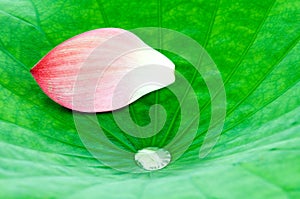 Lotus petal over leaf