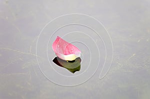 Lotus petal over water