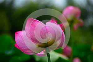 Lotus petal and stripe of red