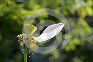 Lotus petals fall off and expose shower