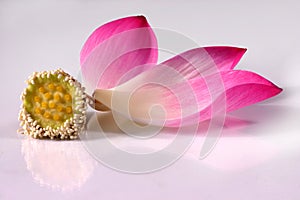 Lotus petals with its bud