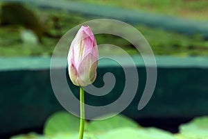 Lotus pink