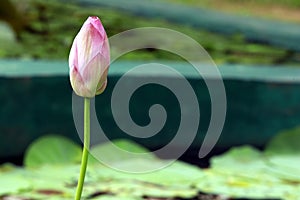 Lotus pink