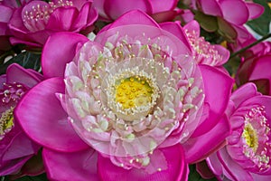 Lotus pink