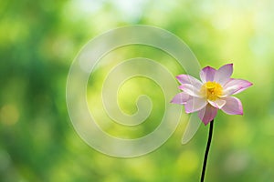 Lotus Pink on bokeh background of tree leaves