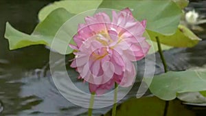 Lotus