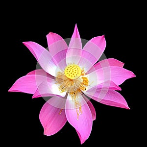 Lotus Pink flower close isolated black background