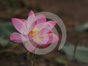Lotus Pink Flower Petals wide petals with a pointed tip curved inward to the inside on Blurred of nature background