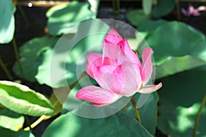 Lotus pink flower pond summer plants beautiful blossom