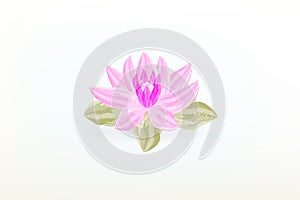 Lotus flower watercolor logo vector photo
