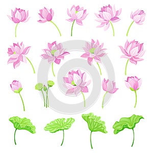 Lotus Pink Flowers and Green Stem with Pad Leaf Vector Set