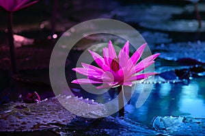 Lotus Pink light purple floating light sparkle purple background