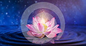 Lotus Pink light purple floating light sparkle purple background