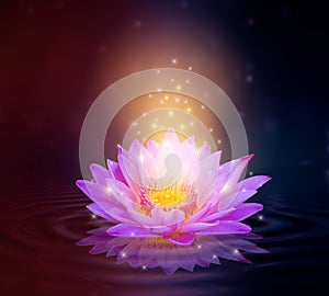 Lotus Pink light purple floating light sparkle purple background