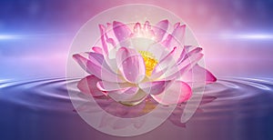 Lotus Pink light purple floating light sparkle purple background