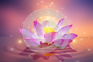 Lotus Pink light purple floating light sparkle purple background