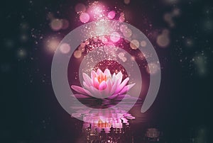 Lotus reflection pink lighting purple background