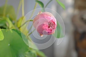 Lotus ,pink lotus or nucifera gaertn