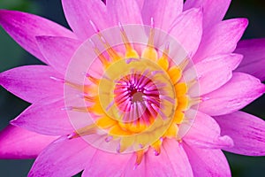 Lotus pink Water Lilly Flower of Peace