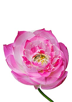 Lotus, Pink water lily flower (lotus)