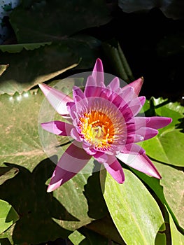 Lotus pinkflower photo