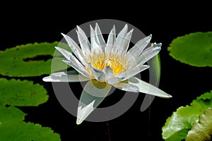 Lotus flower, is a flower that grows in the water. in some mythologies and beliefs are sacred flowers. photo