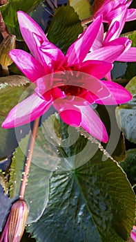 Lotus plant in middle of the pond from topside view photo