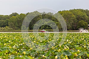 Lotus plants on Carter Lake Iowa Motor boat with water skier.