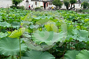 Lotus plants decorate Moon Pond in Hongcun