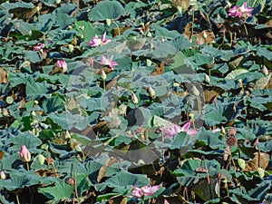 Lotus plants in a pond in northern Thailand