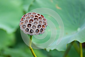 Lotus Pod