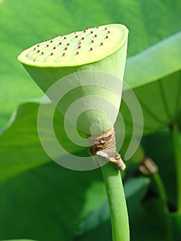 Lotus pod