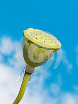 Lotus pod against sky