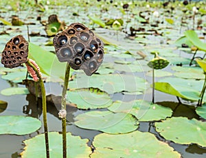Lotus pod