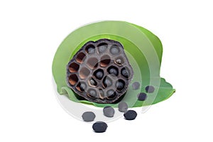 Lotus pod with seeds on green leaf isolated on white background
