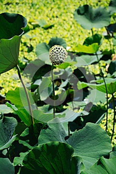 Lotus pod with seeds in a pond