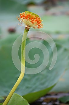 Lotus pods on flower peduncle