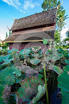 Lotus pods with old church background in the Phuttha Eoen temple