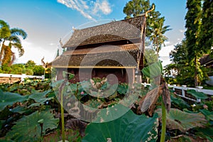 Lotus pods with old church background in the Phuttha Eoen temple