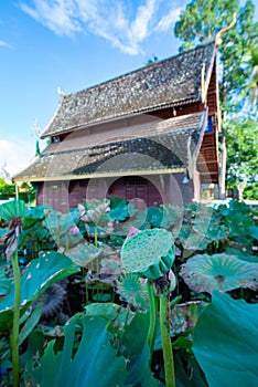 Lotus pods with old church background in the Phuttha Eoen temple