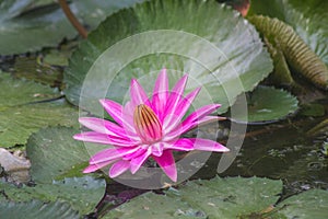 Lotus in pond 1