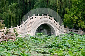 Lotus pond