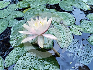 Lotus in the pond