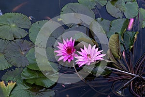 lotus pond