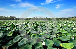 Lotus pond