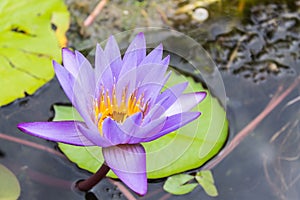 Lotus in the pond