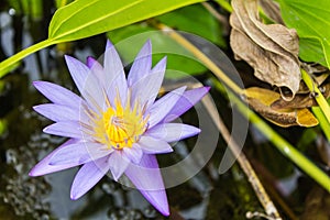 Lotus in the pond