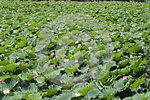 Lotus pond