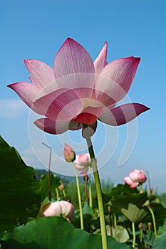 Lotus pond