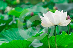 Lotus pond